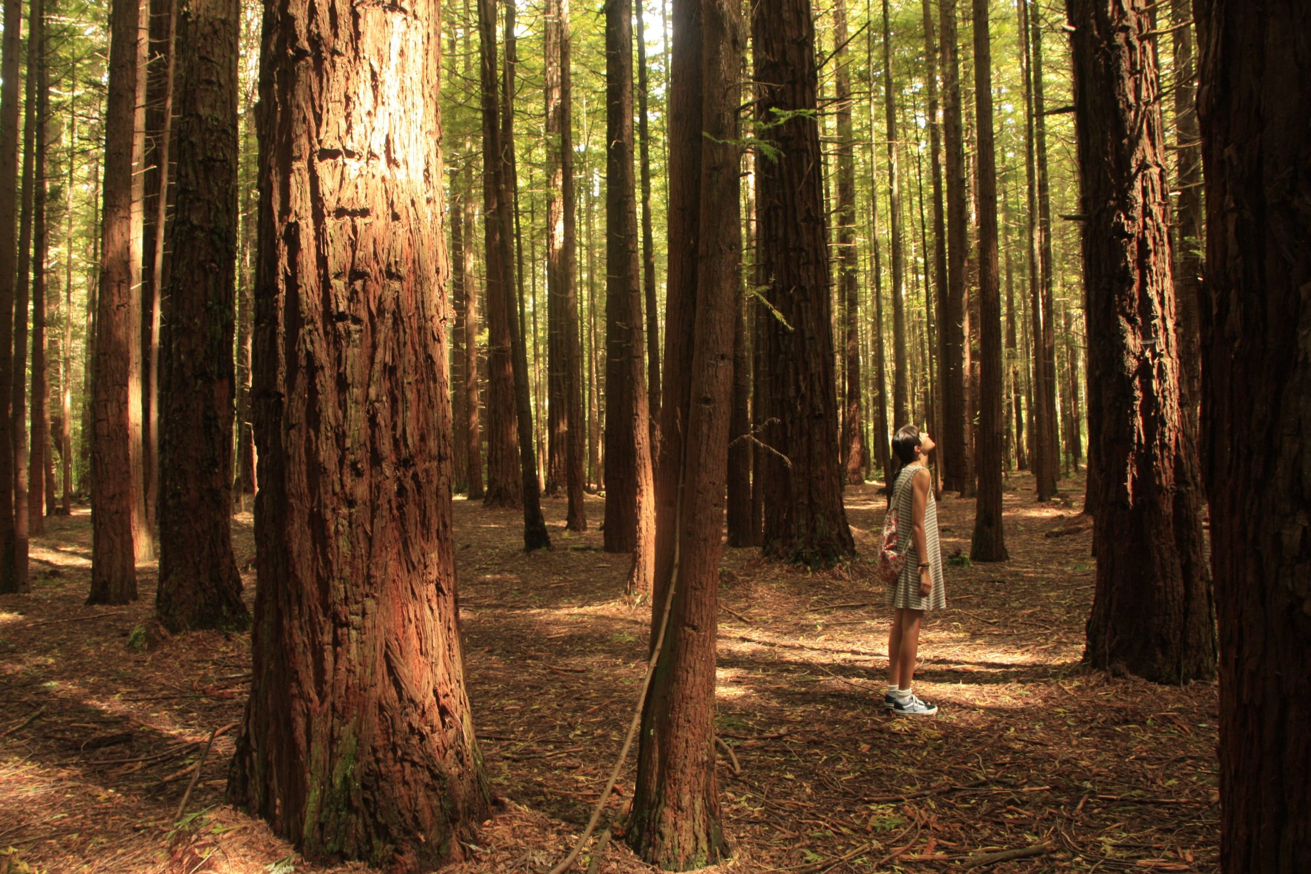Woman standing in a forest looking up