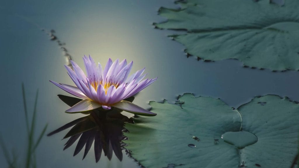 A purple lotus flower blooming on calm water, symbolising mindfulness, self-discovery, and new beginnings.