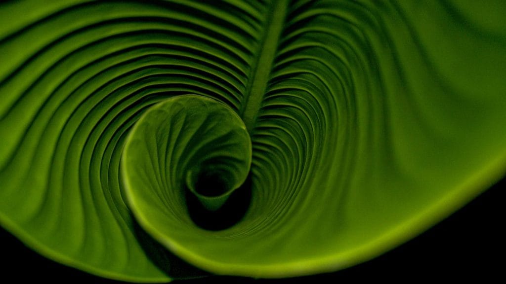 Close-up of a curled green leaf spiral symbolising mindfulness, growth, and emotional balance.