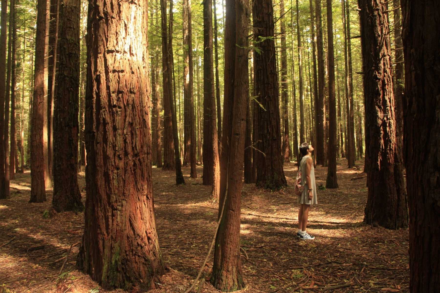 Woman standing quietly among tall trees in a sunlit forest, looking upward at the canopy.